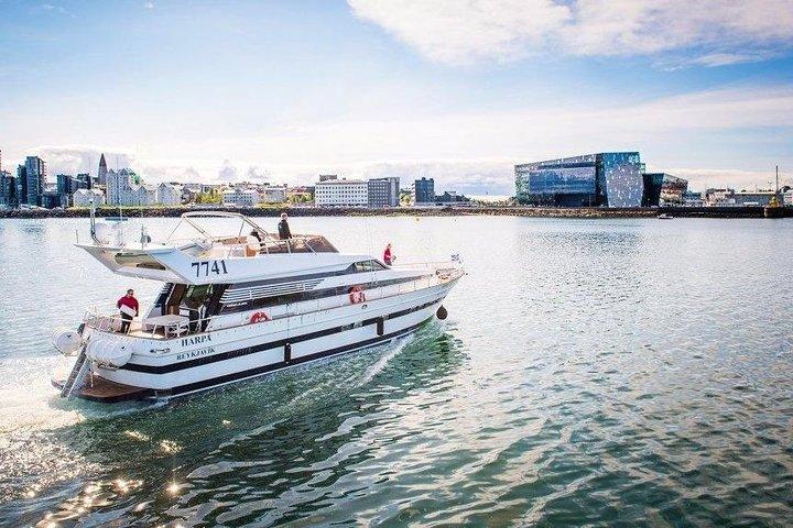 Hvalsafari & Delfin Yacht Cruise