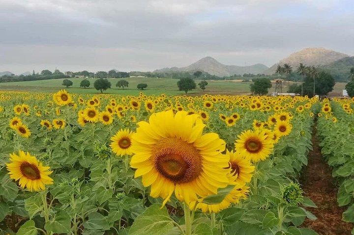 Khao Yai Eintagestour 4-5 Personen