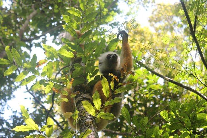Lemur Day Tour på Andasibe Rainforest og Vakona Lodge Reserve