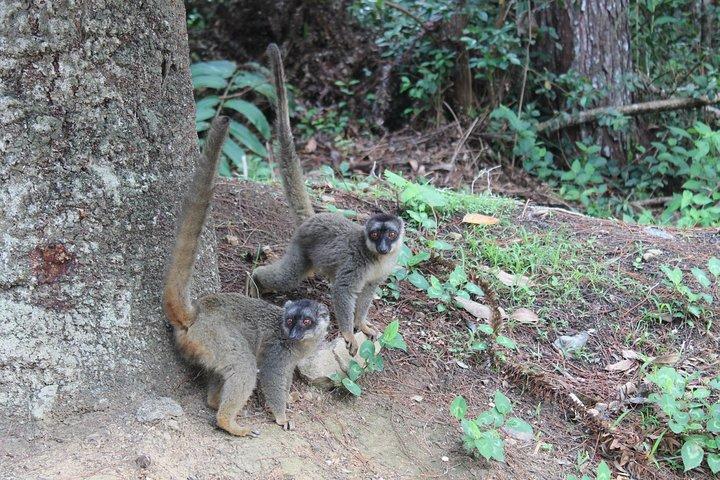 Lemur Day Tour på Andasibe Rainforest og Vakona Lodge Reserve
