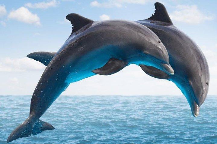 「サイド： イルカ島へのボートアドベンチャー～泳いでランチを楽しむ～」