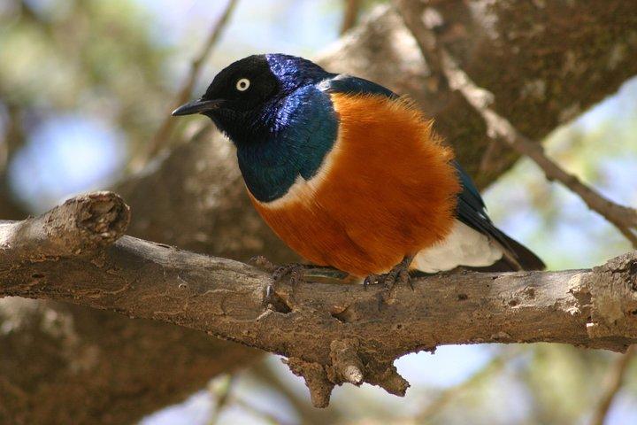 Dagtur til Arusha National Park