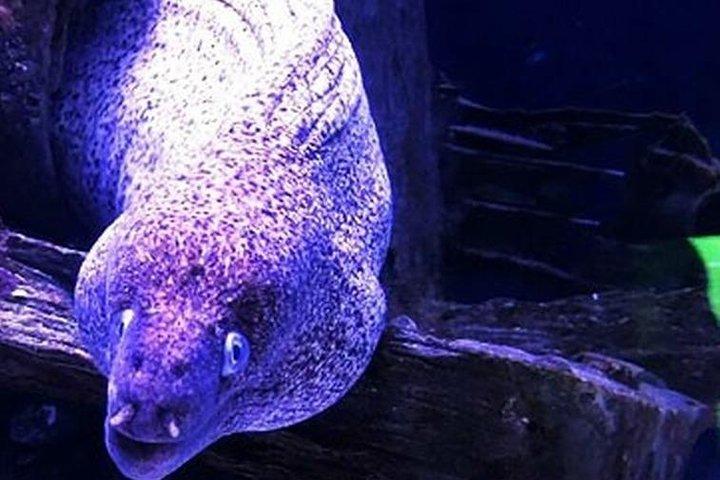 「サイド: 魅惑の海中博物館でスキューバダイビング」