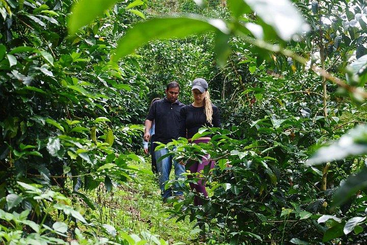 Specialty Coffee 101, History - Processing - Professional Cupping and More!