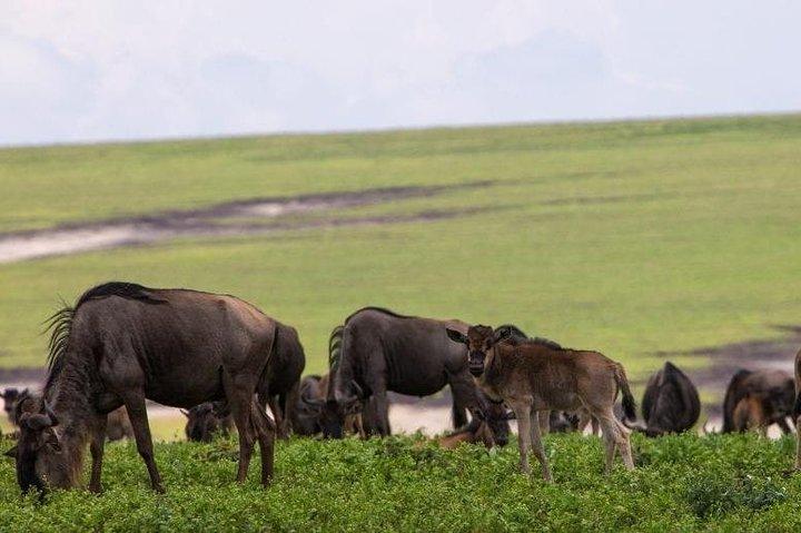 7-daagse Kenia Safari-avonturen