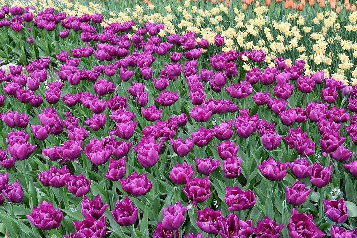 Privé 4 heures Keukenhof Tulip Fields Tour d'Amsterdam