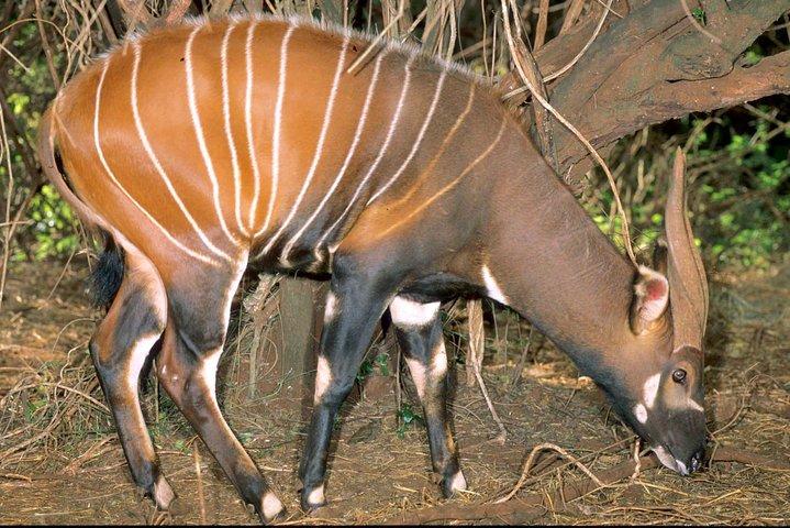 Privat 5-dagars Samburu National Reserve, Aberdares & Lake Nakuru Wildlife Safari