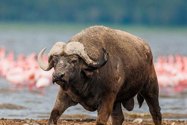 プライベート5日間サンブル国立保護区、アバダレス、ナクル湖野生動物サファリ