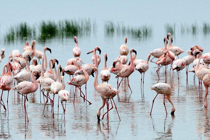 プライベート5日間サンブル国立保護区、アバダレス、ナクル湖野生動物サファリ