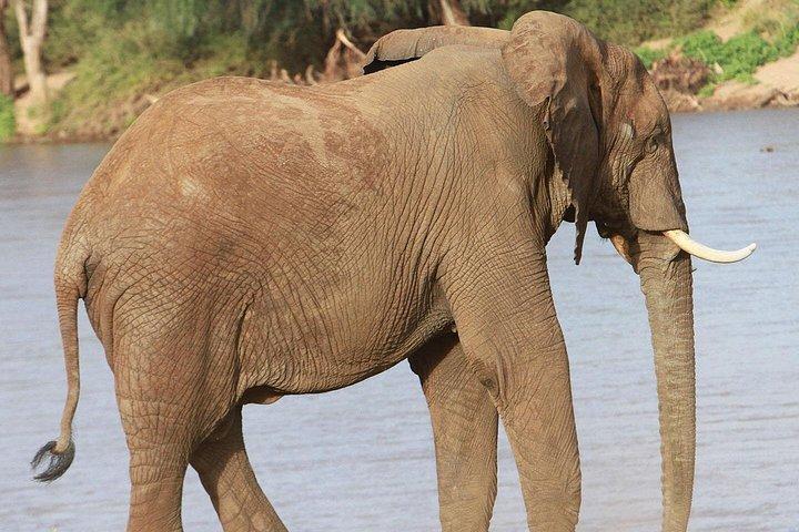 プライベート5日間サンブル国立保護区、アバダレス、ナクル湖野生動物サファリ