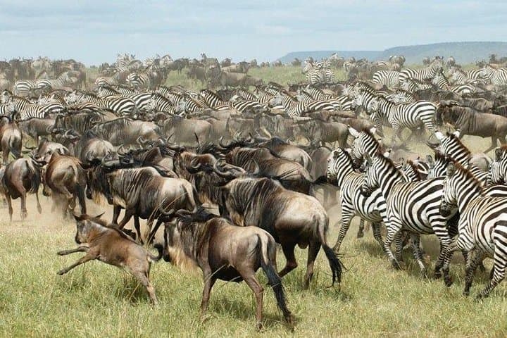 12 Days Kenya Safari Holidays