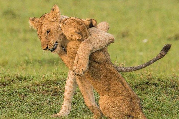 4 días 3 noches Parque nacional Serengeti Safari de Tanzania