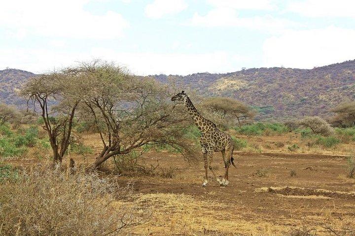 11日ケニア写真サファリ
