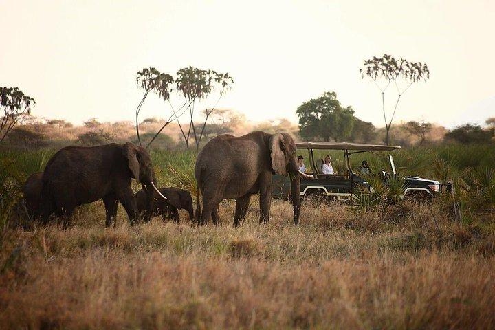 11 Days Elewana Luxury Safari Packages
