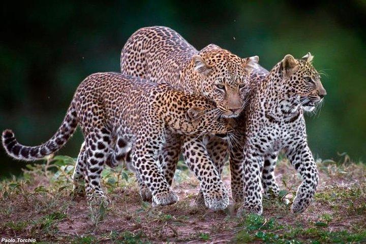 11 Days Elewana Luxury Safari Packages