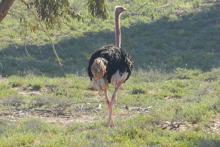 Private Discovery - Animal Park Souss Massa 4x4