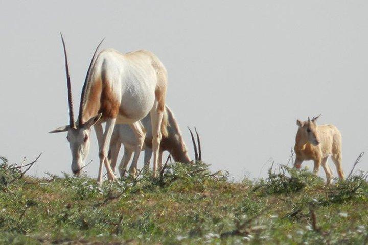 Private Discovery - Animal Park Souss Massa 4x4