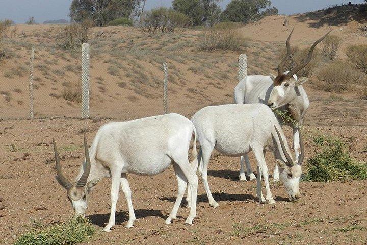 Private Discovery - Animal Park Souss Massa 4x4