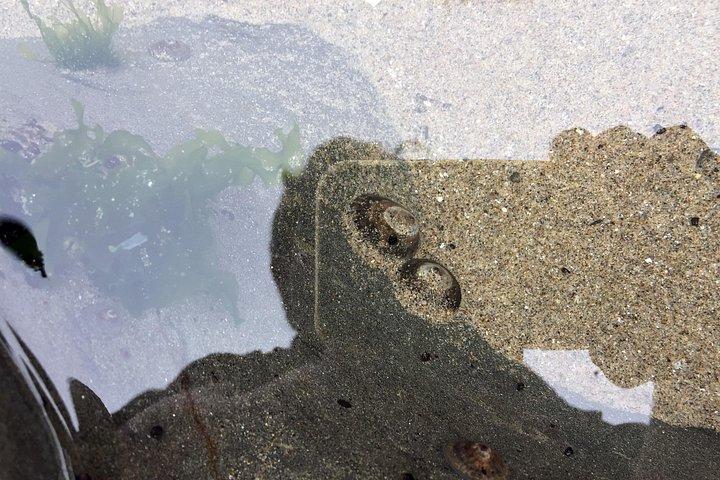 北オレゴン海岸のキャノン ビーチ エリアへの日帰り旅行