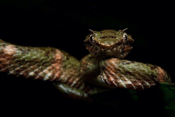 Manuel Antonio Herping Night Tour (krybdyr og padder)