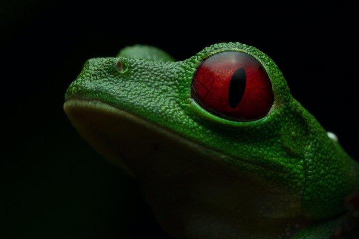 Manuel Antonio Herping Night Tour (krybdyr og padder)