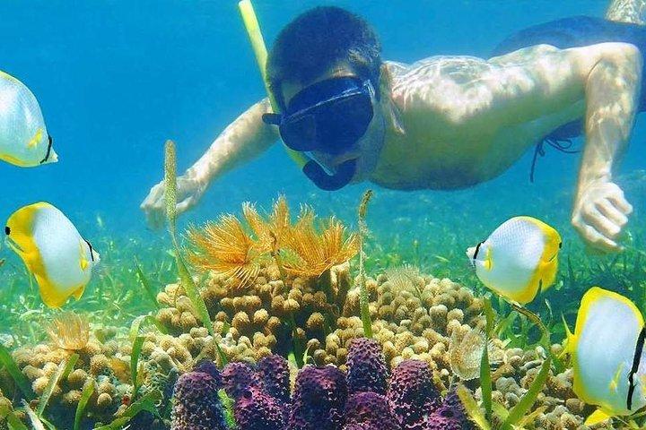 ニャチャン湾での半日ツアー シュノーケリング ランチ込み