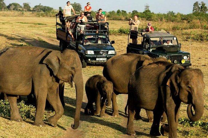 Safari nel parco nazionale di Udawalawe. Tour privato di un'intera giornata da Bentota.