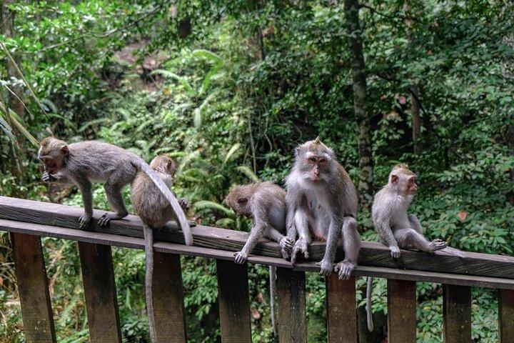 プライベート カー チャーター - 1 日 10 時間の旅程でバリ島を探索