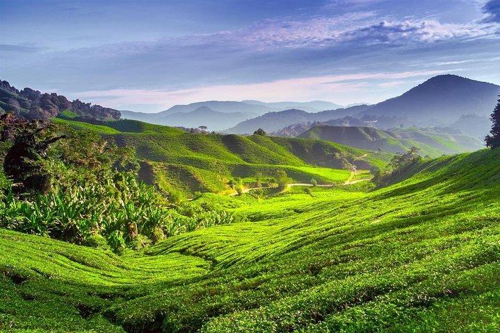 Excursion d'une journée complète dans les Cameron Highlands