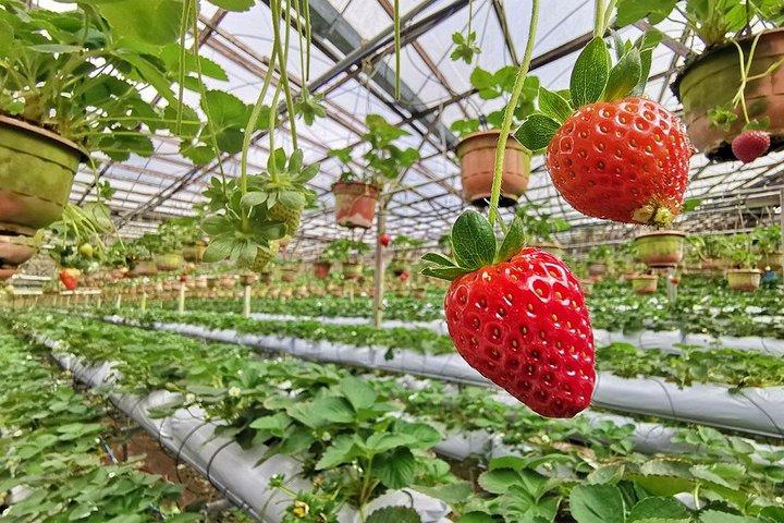 Tour di un'intera giornata a Cameron Highlands