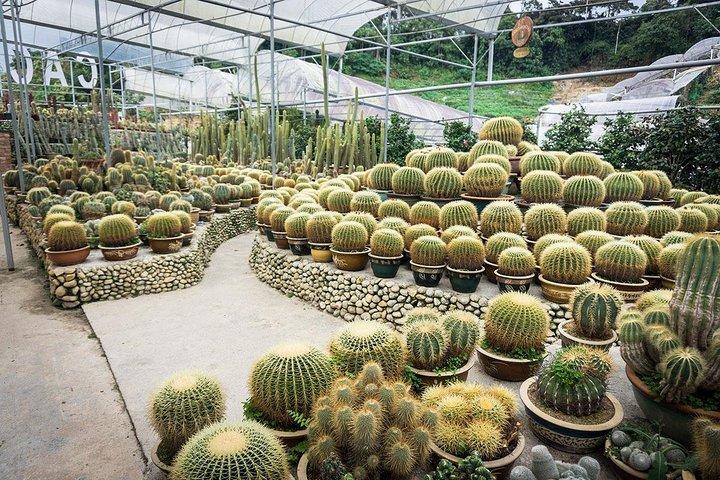 Tour di un'intera giornata a Cameron Highlands