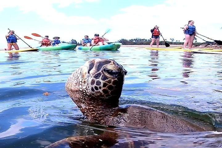 ケボズビーチバスパドルボードシュノーケルアドベンチャーノースショアオアフ島
