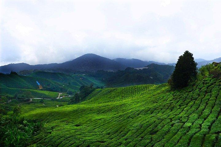 Tagesausflug zum Cameron Highland ab Kuala Lumpur