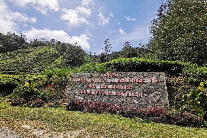 クアラルンプール発キャメロン ハイランド日帰り旅行