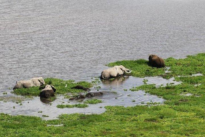 7 日間の息をのむようなケニアの野生動物のプライベート サファリ