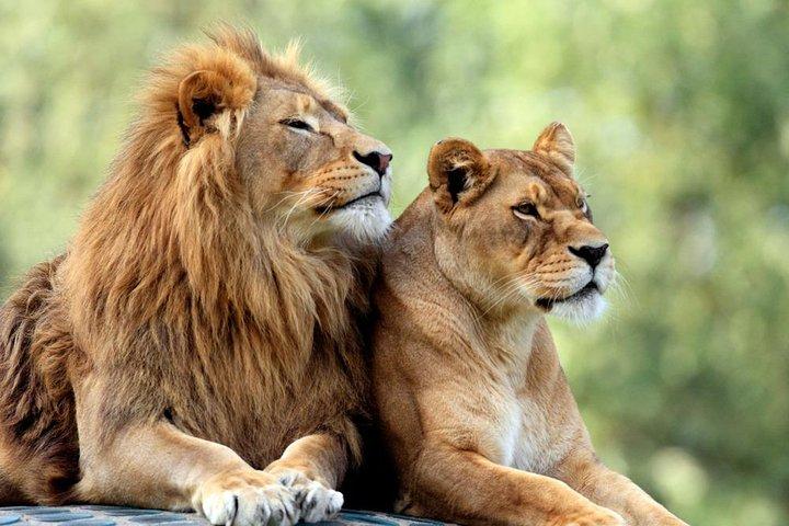 Privat 7 dagar Samburu Ol pejeta Lake Nakuru Lake Naivasha och Masai Mara Safari