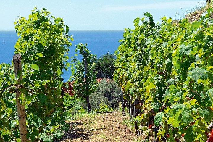 Côtes de Provence Wein Tagestour: 7 Stunden