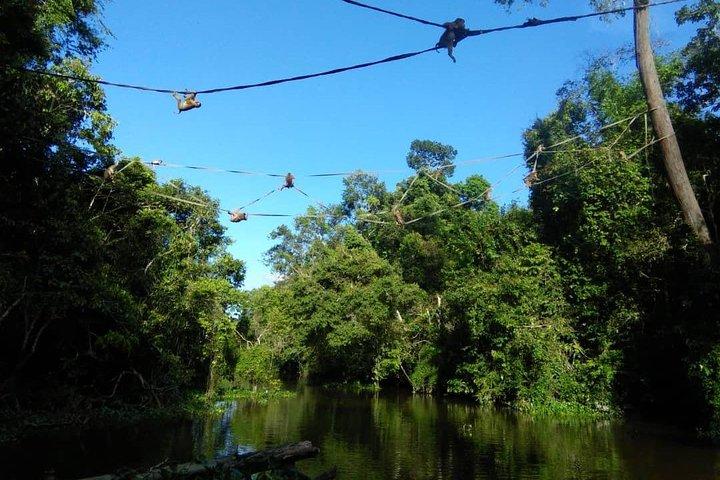 2D1N Sandakan privat tur med Kinabatangan River Cruise