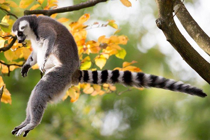 スキップ・ザ・ライン：ウッドランド・パーク動物園チケットで毎日入場