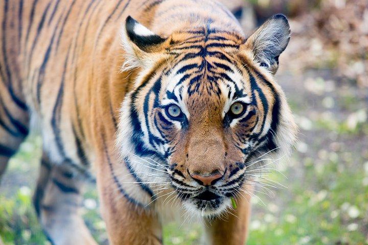 スキップ・ザ・ライン：ウッドランド・パーク動物園チケットで毎日入場