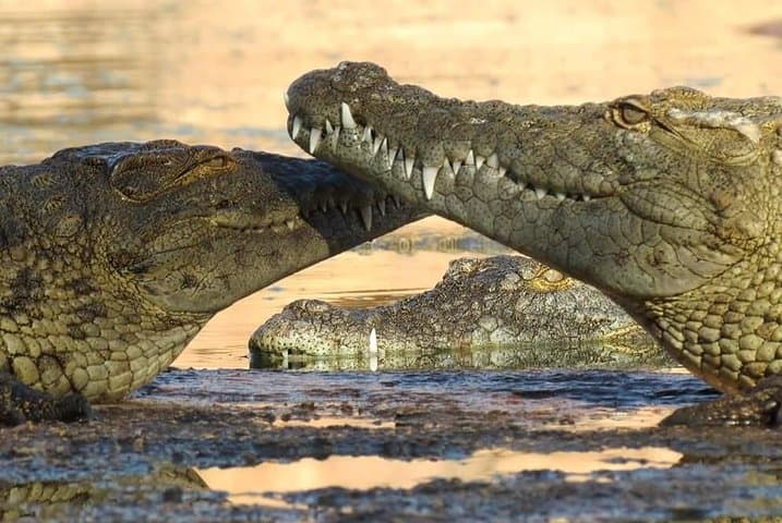 Visite Crocoparc from Agadir with pick-up every hour.