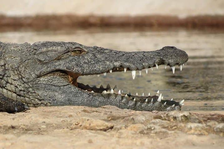 Visite Crocoparc from Agadir with pick-up every hour.