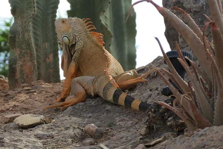 Visite Crocoparc from Agadir with pick-up every hour.