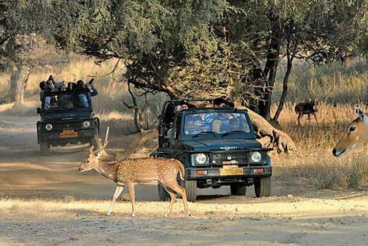 Gita giornaliera privata al Parco nazionale di Ranthambore da Jaipur