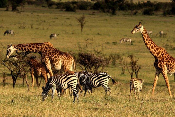 4 días 3 noches Parque nacional Serengeti Safari de Tanzania