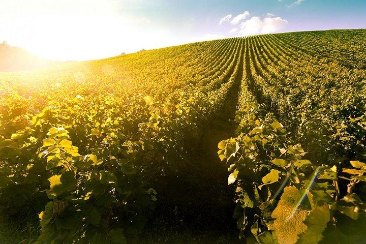 Tokaj Weinregion Heimat der weltberühmten Aszu, auf einer privaten Tour!