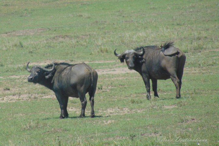 Safari de 6 jours au lac Nakuru, au Masai Mara, au lac Naivasha et à Amboseli