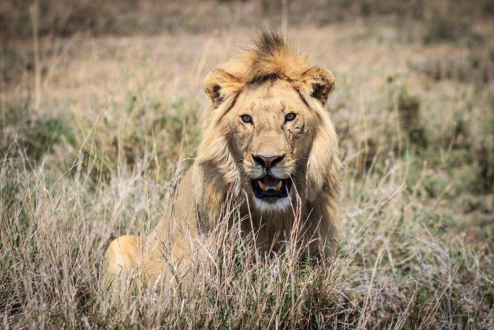 Safari privado en camping económico de 3 días y 2 noches en Tanzania