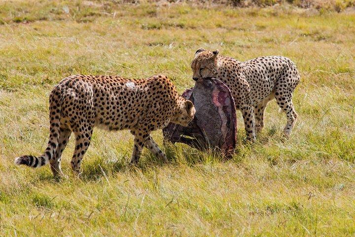 Safari privado en camping económico de 3 días y 2 noches en Tanzania