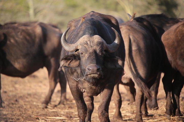 Safari privado en camping económico de 3 días y 2 noches en Tanzania